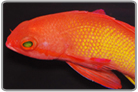 Lyretail Anthias - Male